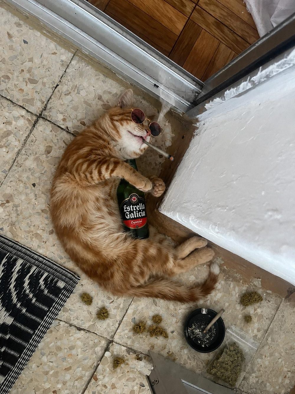 Gato, an orange tabby, lying belly up in round sunglasses, hugging a beer bottle