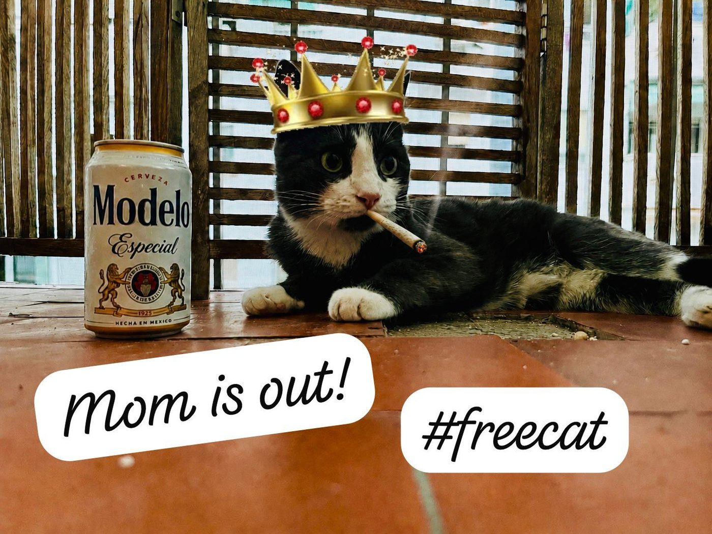 Nilo wearing a crown with a cigarette on the balcony, next to a beer can: Mom is out! #freecat