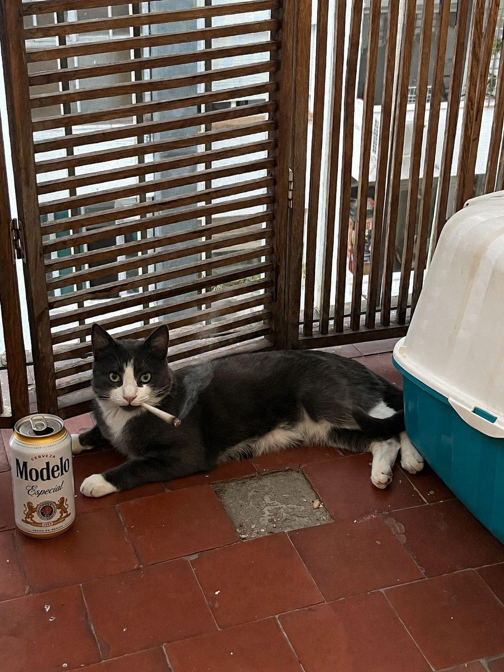 Nilo lying on the balcony floor next to a can of Modelo beer, looking at the camera